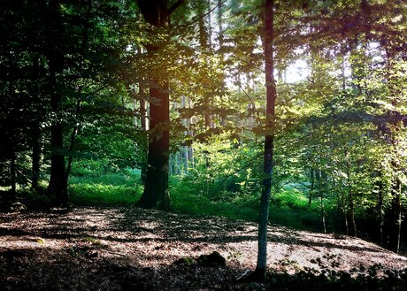 Het Bos Van Margouyet