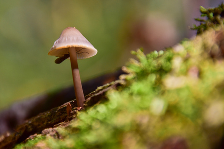 Paddestoel met insect