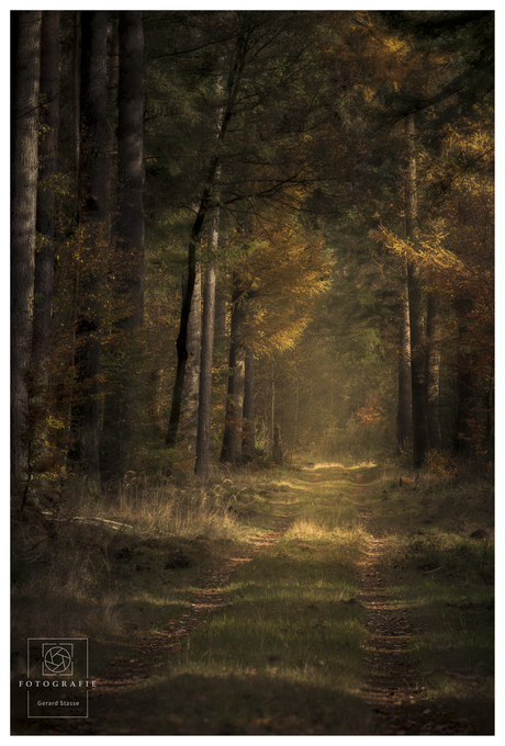 Dreamy Forest – Een Artistieke Herfstwandeling