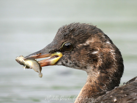 Stekelbaarsje op het menu