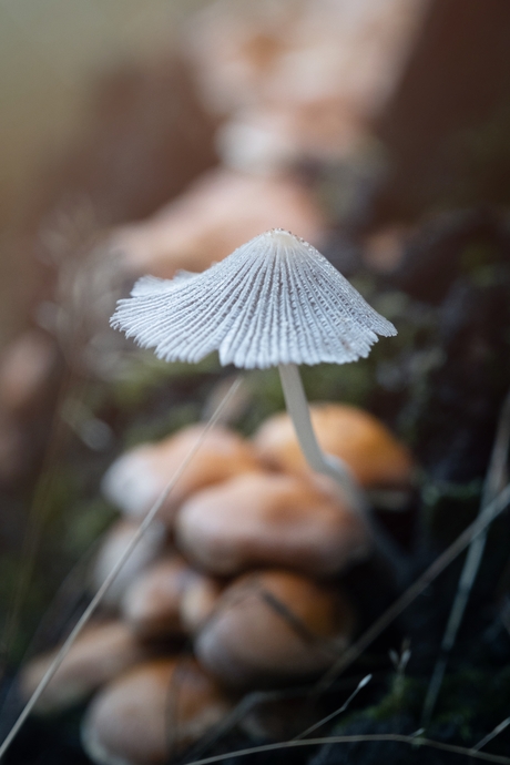 Paddenstoelen tijd!