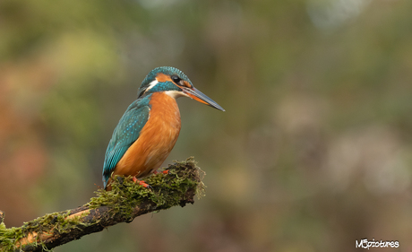 ijsvogel