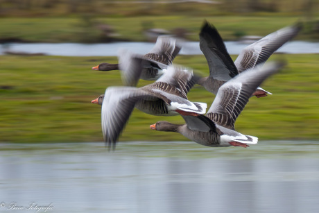 Gans de groep in beweging