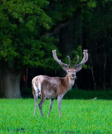 Edelhert in Nationaal Park de Hoge Veluwe