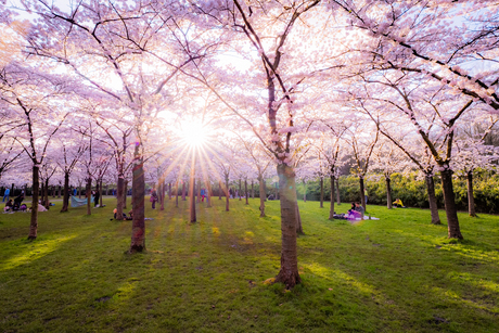 Bloesempark Amstelveen tijdens zonsondergang