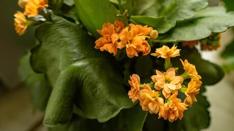 Kalanchoë plant