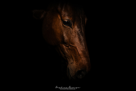 Equine portrait