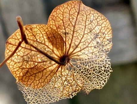 Uitgebloeide bloem kunst 