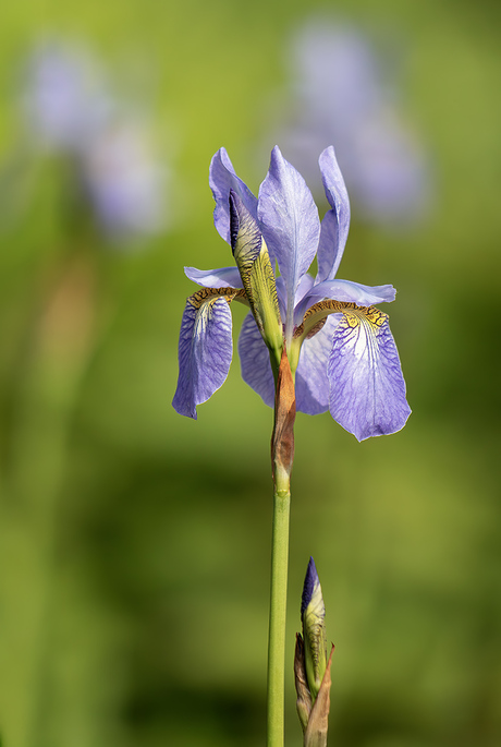 Blauwe lis