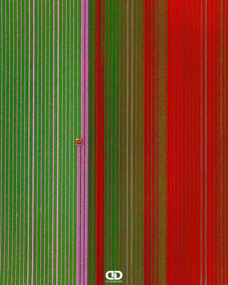 Today we celebrate Tulip Day