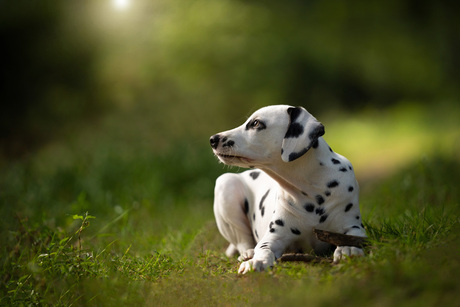 Dalmatiër puppy