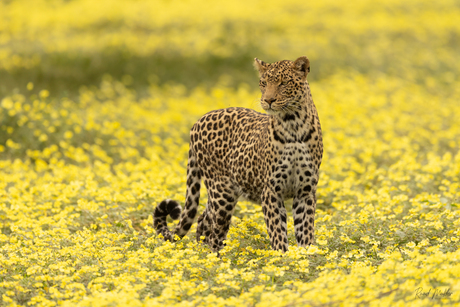 Luipaard in een gele bloemenzee