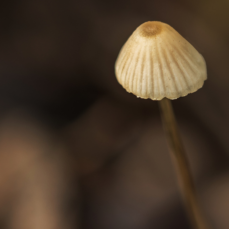 Mycena