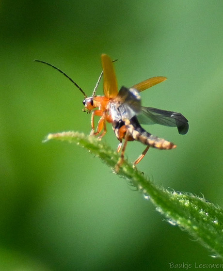 Houtwesp boktor