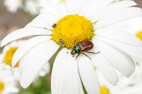 Tapijtkever en Rozenkever