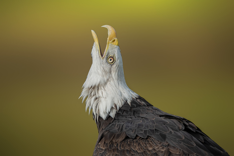 american bald eagle