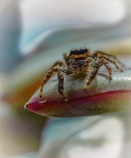 Springspin 