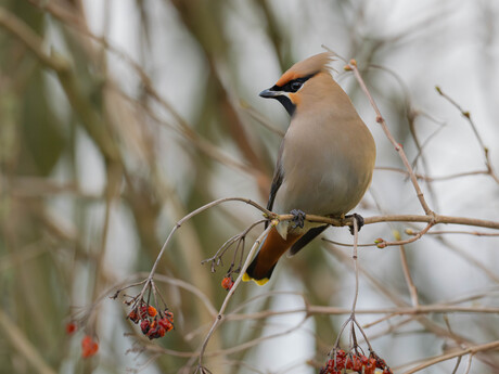 Pestvogel