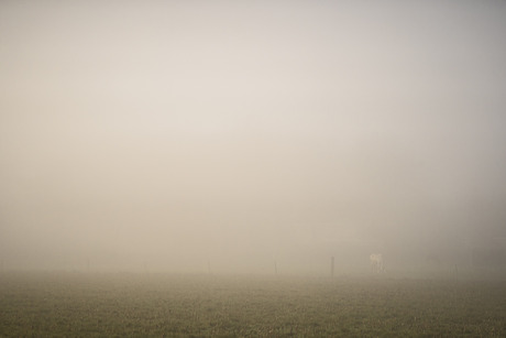 paarden in dichte mist