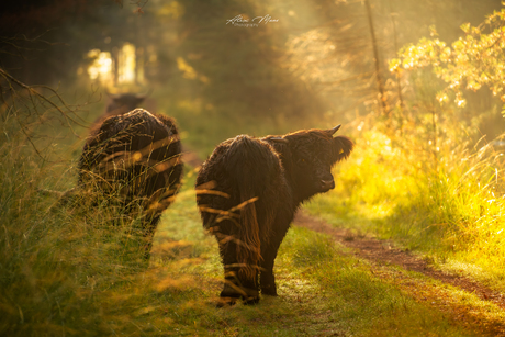 Schotse hooglander kalfje