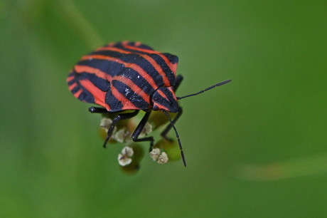 Piyamawants.