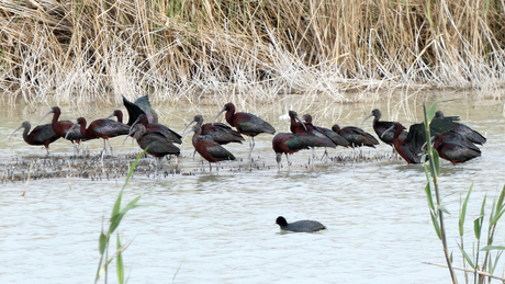 Groep zwarte ibissen