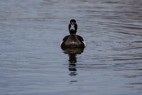 Kuifeend probeert fotograaf te hypnotiseren (of heb ik wat van je aan?!!!)