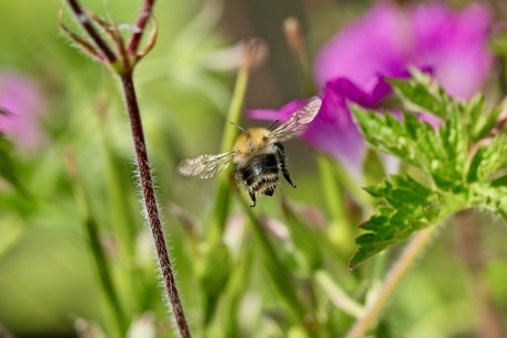 Akkerhommel