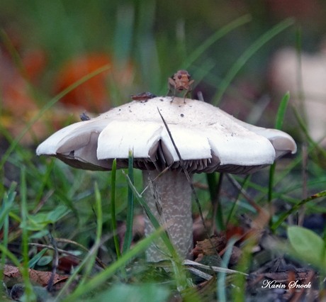 "Paddestoel in het veld...."