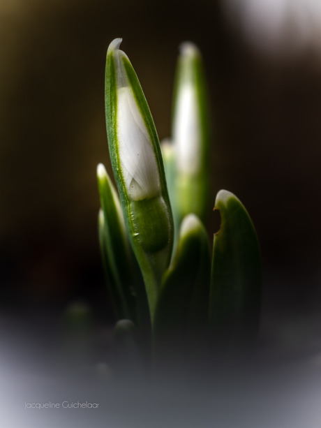 Lente in aantocht