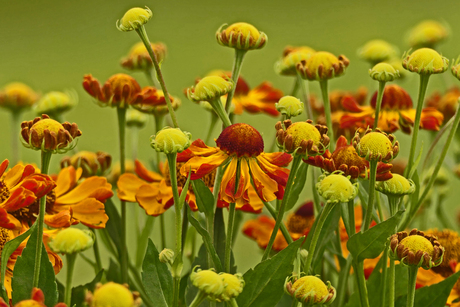  Zomerse bloemenpracht.
