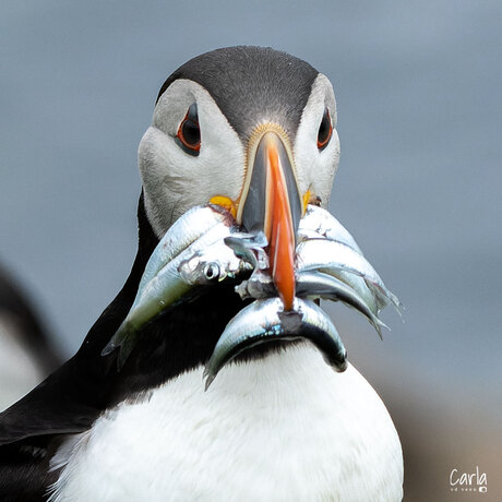 Puffin / Papagaaiduiker