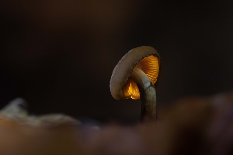 in darkness I will glow