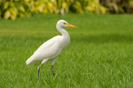 Loslopende koereigers 5