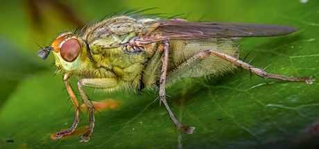 Scathophaga stercoraria, vlieg.