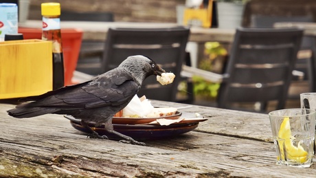 Even een hapje mee eten