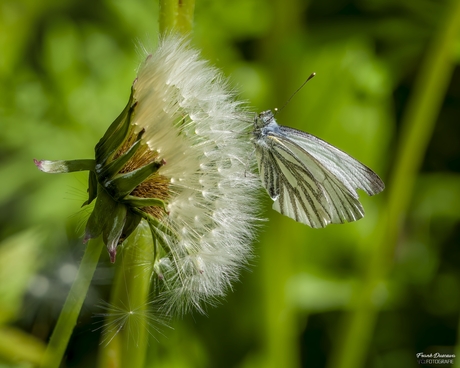 Klein geaderd witje (Pieris napi).