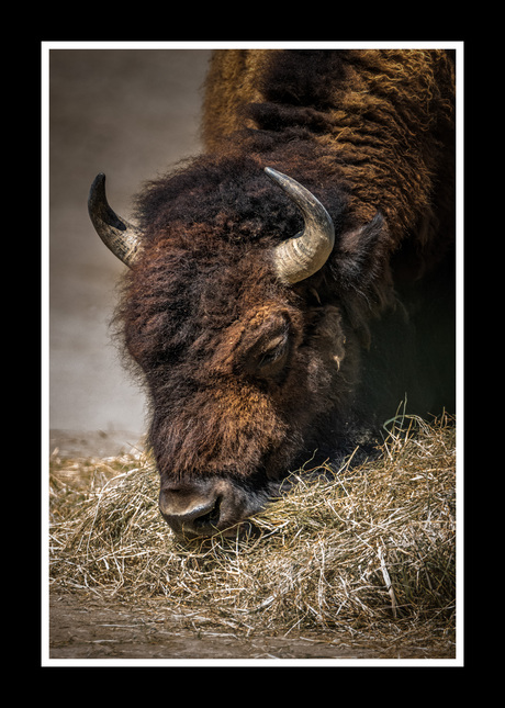 Bisonstier