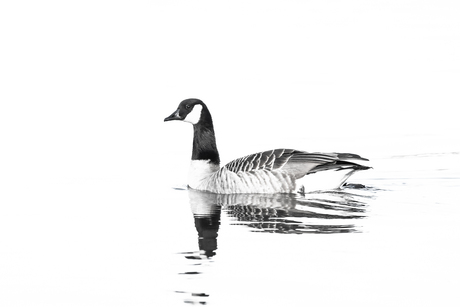 Elegant in contrast: de Canadese gans