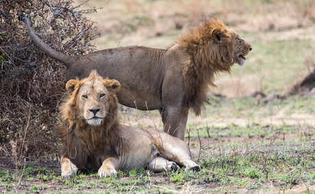 Big males - Masai Mara