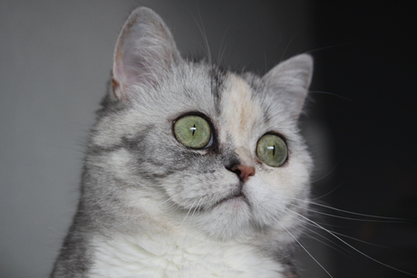 Eyes