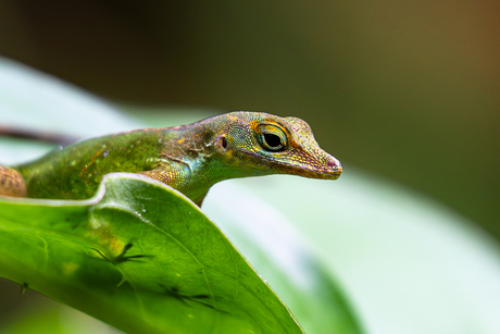 Kleurrijke Anolis in Burgers Bush