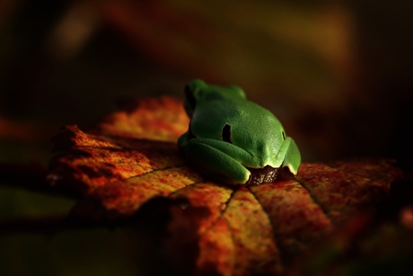 Heerlijk eigenzinnig.