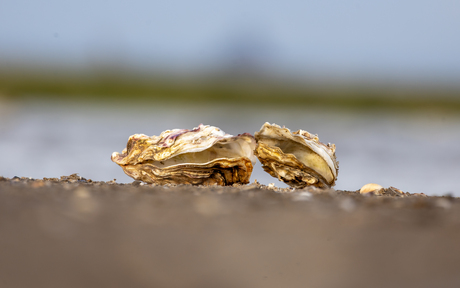 Oesterpraat op het strand