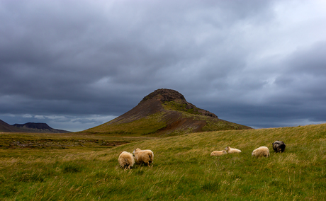 Iceland sheep