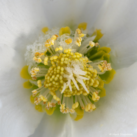 Sneeuw op de Helleborus