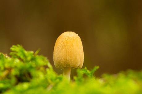 Paddenstoel