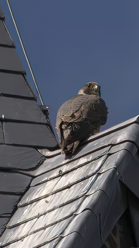 buizerd