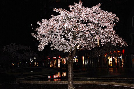 Sakura bij Nacht