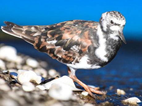 Steenlopers met bewerkte achtergornd